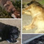 Horrible matanza de perros con vidrio molido en Los Sauces