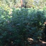 NEGRETE: Carabineros decomisa plantación de marihuana