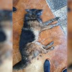 RENAICO: Extraña muerte de perros en sector Labrador